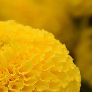 �������� ������������ (Tagetes erecta F1) Taishan Yellow, 10 ����. �����