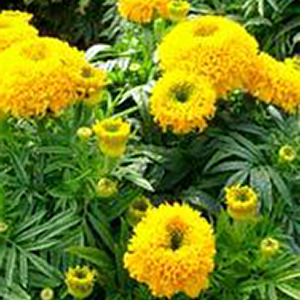�������� ������������ (Tagetes erecta) Cupid Gold, 0,2 � ����� 