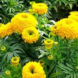 �������� ������������ (Tagetes erecta) Cupid Gold, 0,2 � ����� 