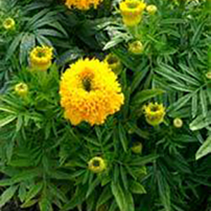 �������� ������������ (Tagetes erecta) Cupid Gold, 0,2 � ����� 