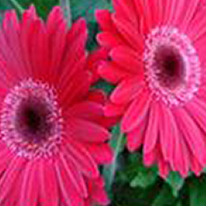 ������� ��������� (Gerbera jamesonii) Mega Revolution Purple Shades, 1 ��. �����. �����. ���! ������!!