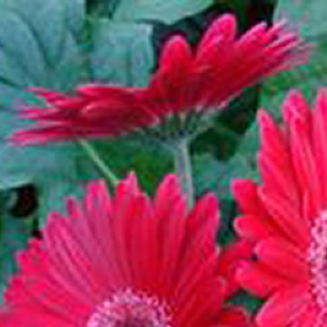 ������� ��������� (Gerbera jamesonii) Mega Revolution Purple Shades, 1 ��. �����. �����. ���! ������!!
