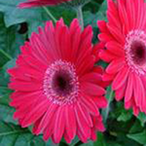 ������� ��������� (Gerbera jamesonii) Mega Revolution Purple Shades, 1 ��. �����. �����. ���! ������!!