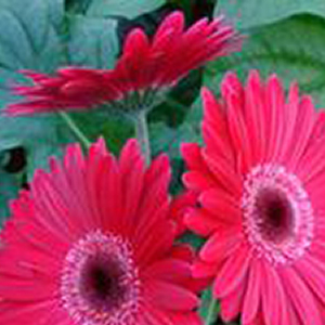 ������� ��������� (Gerbera jamesonii) Mega Revolution Purple Shades, 1 ��. �����. �����. ���! ������!!