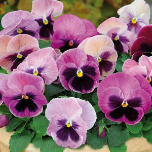 ����� �������� (Viola wittrockiana) Matrix Pink Shades, 5 �� �����