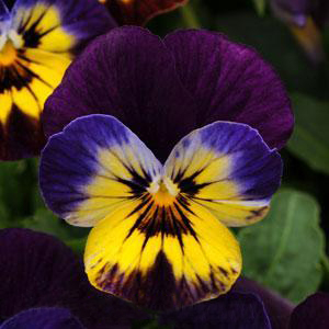 ����� ������� (Viola cornuta) Sorbet Midnight Glow, 5 ��. �����
