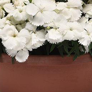 �������� ��������� (Dianthus chinensis F1) Corona White, 5 ��. �����