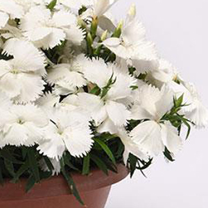 �������� ��������� (Dianthus chinensis F1) Corona White, 5 ��. �����