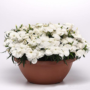 �������� ��������� (Dianthus chinensis F1) Corona White, 5 ��. �����