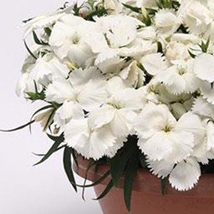 �������� ��������� (Dianthus chinensis F1) Corona White, 5 ��. �����