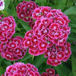 �������� �������� (Dianthus barbatus) Auricula Eyed Mix, 0,1 � �����