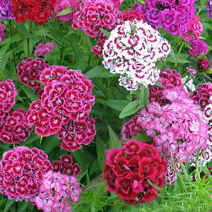 �������� �������� (Dianthus barbatus) Auricula Eyed Mix, 0,1 � �����