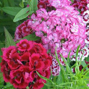 �������� �������� (Dianthus barbatus) Auricula Eyed Mix, 0,1 � �����