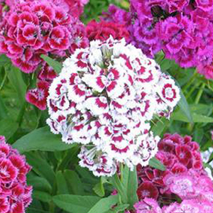 �������� �������� (Dianthus barbatus) Auricula Eyed Mix, 0,1 � �����