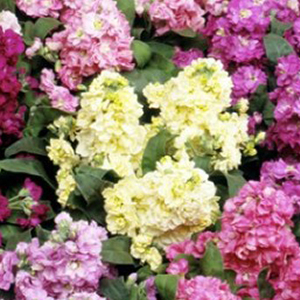 �������� ����� (Matthiola incana) Cinderella Vivid Formula Mixed, 10 �����