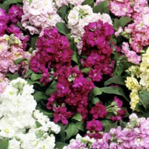 �������� ����� (Matthiola incana) Cinderella Vivid Formula Mixed, 10 �����
