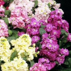 �������� ����� (Matthiola incana) Cinderella Vivid Formula Mixed, 10 �����