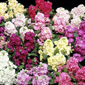 �������� ����� (Matthiola incana) Cinderella Vivid Formula Mixed, 10 �����