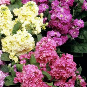 �������� ����� (Matthiola incana) Cinderella Vivid Formula Mixed, 10 �����