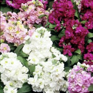 �������� ����� (Matthiola incana) Cinderella Vivid Formula Mixed, 10 �����
