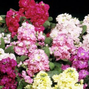 �������� ����� (Matthiola incana) Cinderella Vivid Formula Mixed, 10 �����