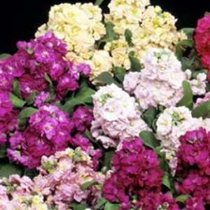 �������� ����� (Matthiola incana) Cinderella Vivid Formula Mixed, 10 �����