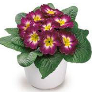 ������� ������������� (Primula acaulis) Danova F1 Bicolor Wine, 5 ��. �����