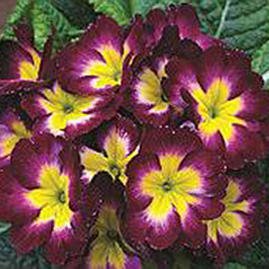 ������� ������������� (Primula acaulis) Danova F1 Bicolor Wine, 5 ��. �����
