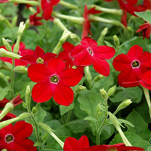 ����� �������� (Nicotiana alata) Saratoga Red, 10 �����