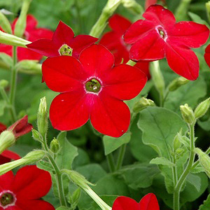 ����� �������� (Nicotiana alata) Saratoga Red, 10 �����