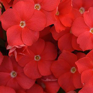 ����� ��������� (Phlox drummondii) Ethnie Scarlet, 10 �����