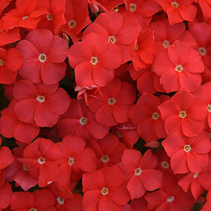 ����� ��������� (Phlox drummondii) Ethnie Scarlet, 10 �����