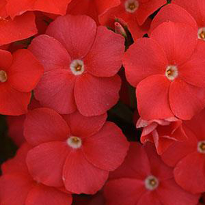 ����� ��������� (Phlox drummondii) Ethnie Scarlet, 10 �����