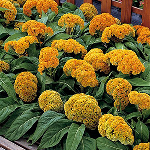 ������� ����������� (Celosia cristata) Armor Yellow, 10 ��. �����