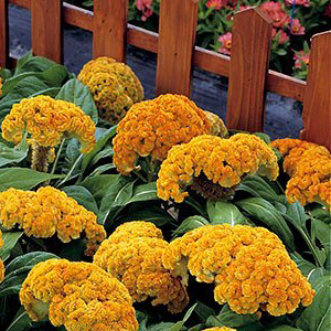 ������� ����������� (Celosia cristata) Armor Yellow, 10 ��. �����