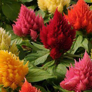 ������� �������� (Celosia plumosa) Kimono Mix, 10 �����