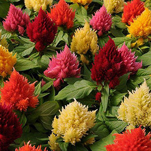 ������� �������� (Celosia plumosa) Kimono Mix, 10 �����
