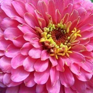 ������ ������� (Zinnia elegans) Miss Wilmott, 10 ��. ����� 