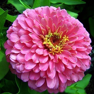 ������ ������� (Zinnia elegans) Miss Wilmott, 10 ��. ����� 