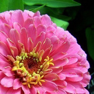 ������ ������� (Zinnia elegans) Miss Wilmott, 10 ��. ����� 