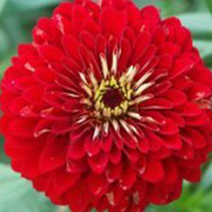 ������ ������� (Zinnia elegans) Scarlet Flame, 10 ��. ����� 