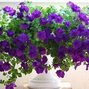 ������� ��������� (Petunia trayling F1) Opera Supreme Blue, 5 ��. �����