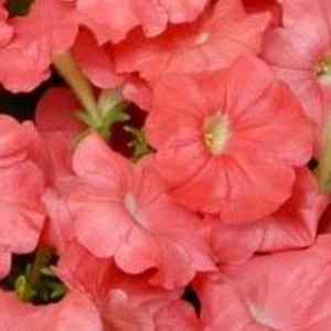 ������� �������������� (Petunia multiflora F1) Carpet Salmon, 10 �� �����
