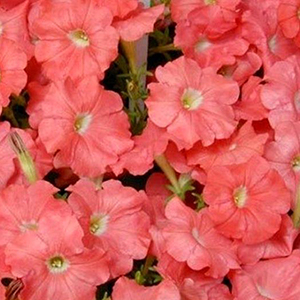 ������� �������������� (Petunia multiflora F1) Carpet Salmon, 10 �� �����