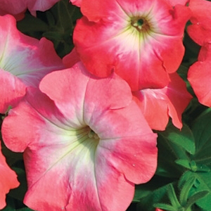 ������� �������������� (Petunia multiflora F1) Mirage Salmon Morn, 10 �����