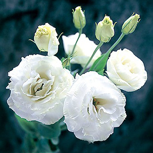 �������(���������) �������� (Eustoma grandiflorum) Arena White, 5 ��. �����