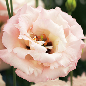 �������(���������) �������� (Eustoma grandiflorum) Corelli Light Pink, 5 ��. �����