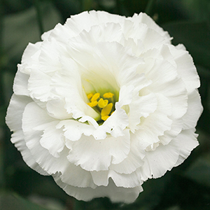 �������(���������) �������� (Eustoma grandiflorum) Corelli White, 5 ��. ����� 