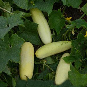 ������ (Cucumis sativus ) Martini, 1 �� �����