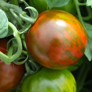 ����� ��������� (Lycopersicon esculentum F1) Rambling Red Stripe, 5 �� �����